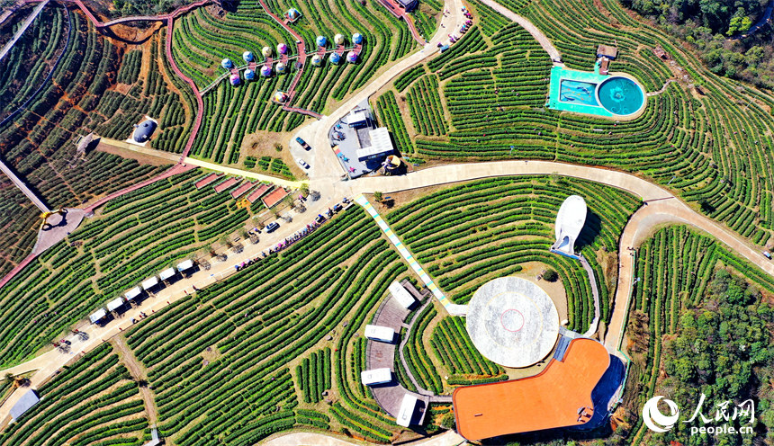 Galeria: colheita de chá pré-Qingming em Jiangxi