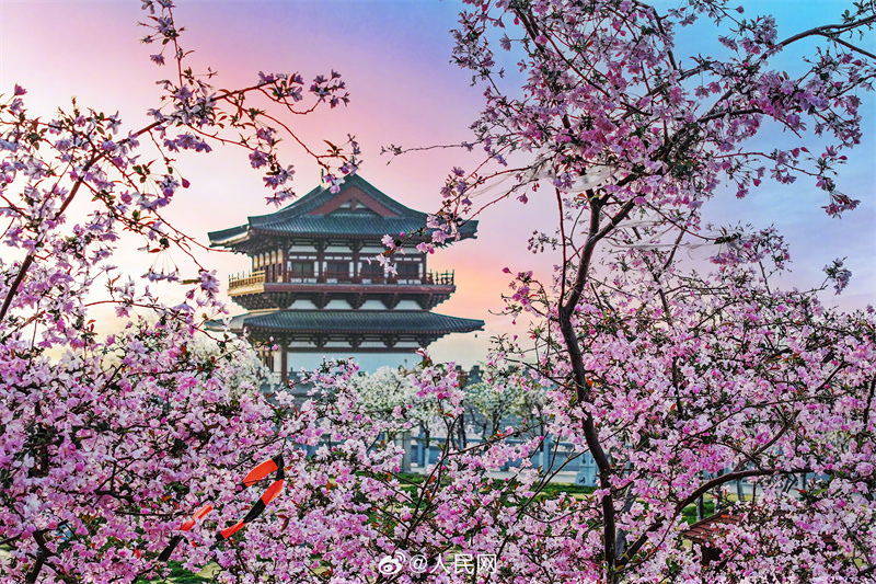 Luoyang: arquitetura antiga se cruza com a chegada da primavera