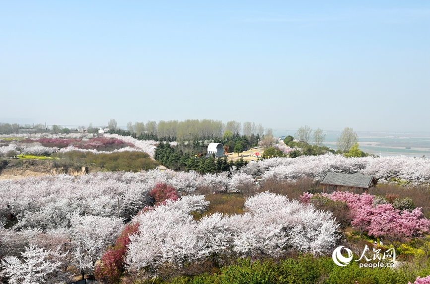 Cerejeiras florescem às margens do rio Amarelo