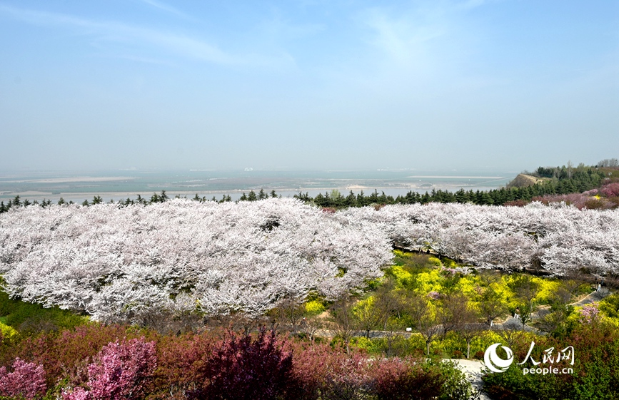 Cerejeiras florescem às margens do rio Amarelo