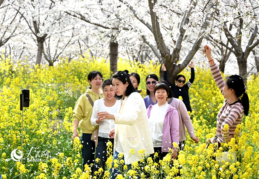 Cerejeiras florescem às margens do rio Amarelo