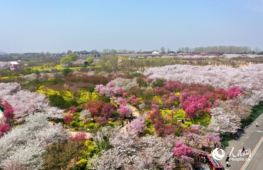 Cerejeiras florescem às margens do rio Amarelo