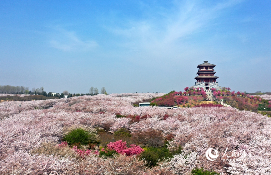 Cerejeiras florescem às margens do rio Amarelo