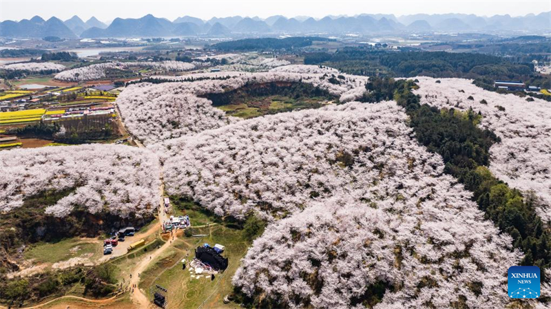 Galeria: vista das cerejeiras em Gui'an, sudoeste da China