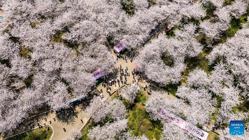 Galeria: vista das cerejeiras em Gui'an, sudoeste da China