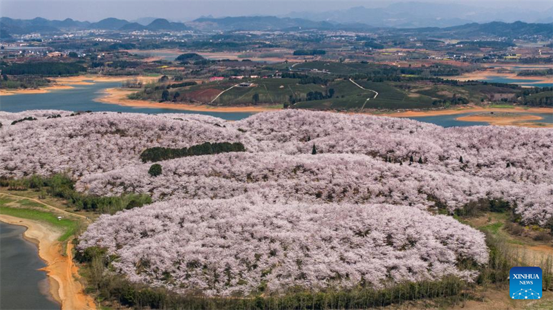 Galeria: vista das cerejeiras em Gui'an, sudoeste da China