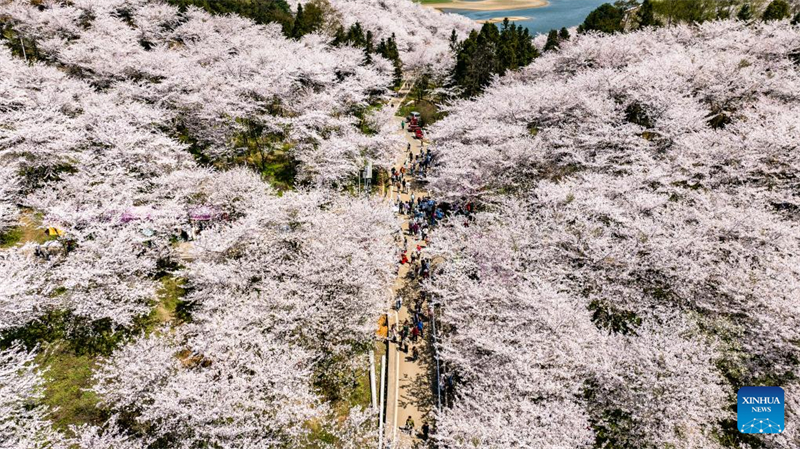 Galeria: vista das cerejeiras em Gui'an, sudoeste da China