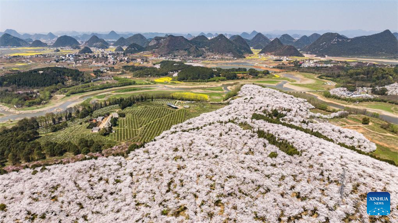 Galeria: vista das cerejeiras em Gui'an, sudoeste da China