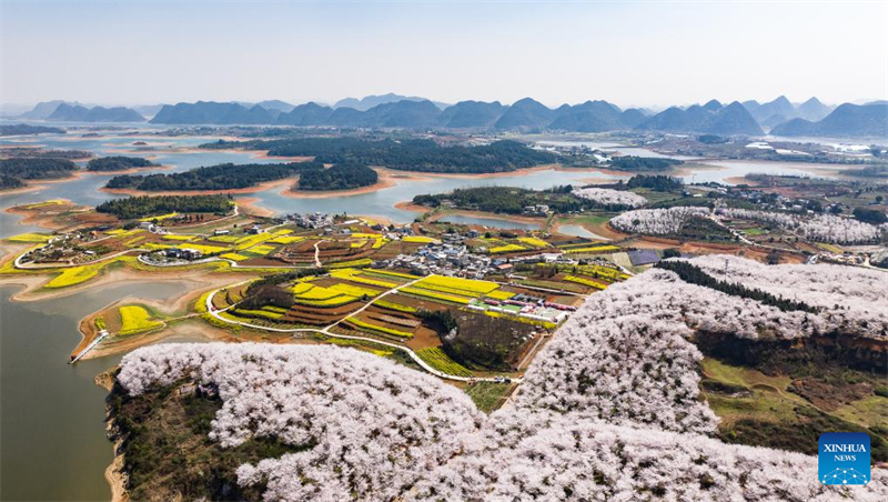 Galeria: vista das cerejeiras em Gui'an, sudoeste da China