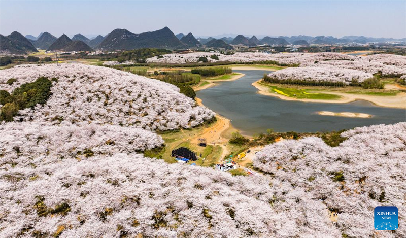 Galeria: vista das cerejeiras em Gui'an, sudoeste da China
