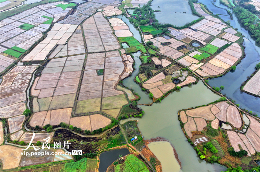 Jiangxi: aldeia de Wuxi repleta de cor após chegada da primavera