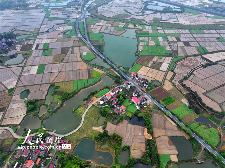 Jiangxi: aldeia de Wuxi repleta de cor após chegada da primavera