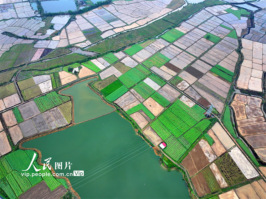 Jiangxi: aldeia de Wuxi repleta de cor após chegada da primavera