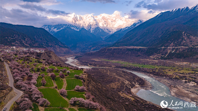 Xizang: pêssegos selvagens florescem em Linzhi