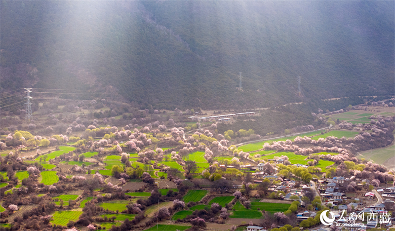 Xizang: pêssegos selvagens florescem em Linzhi