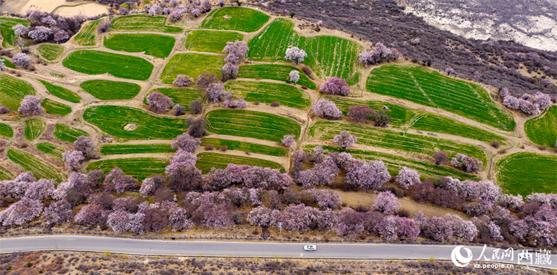 Xizang: pêssegos selvagens florescem em Linzhi