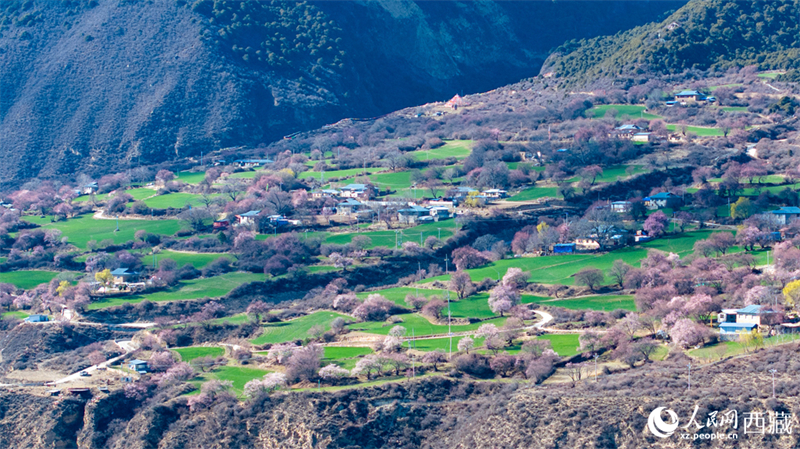 Xizang: pêssegos selvagens florescem em Linzhi