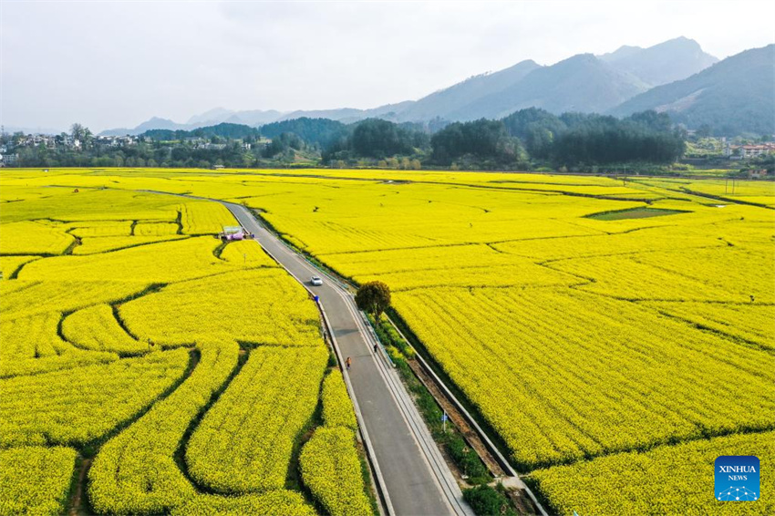 Flores desabrochando impulsionam turismo rural de Guizhou