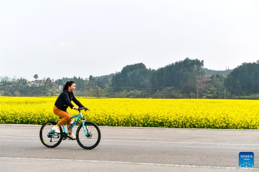 Flores desabrochando impulsionam turismo rural de Guizhou