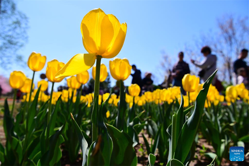 Chegada da primavera impulsiona turismo em toda a China