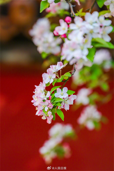 Flores de primavera embelezam a Cidade Proibida