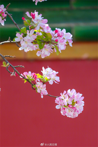 Flores de primavera embelezam a Cidade Proibida