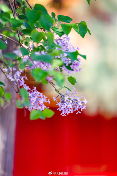 Flores de primavera embelezam a Cidade Proibida