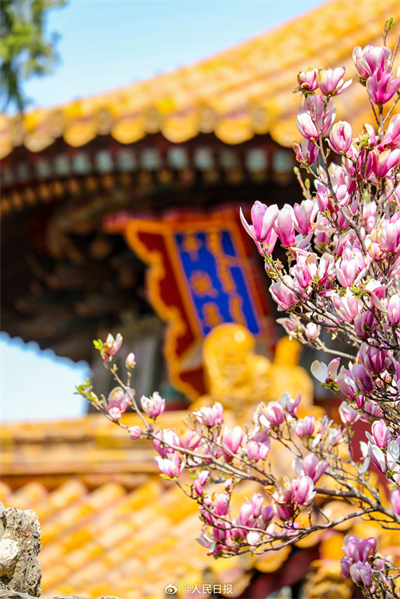 Flores de primavera embelezam a Cidade Proibida