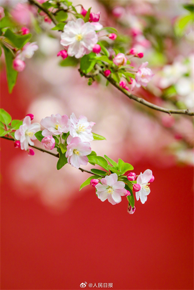 Flores de primavera embelezam a Cidade Proibida