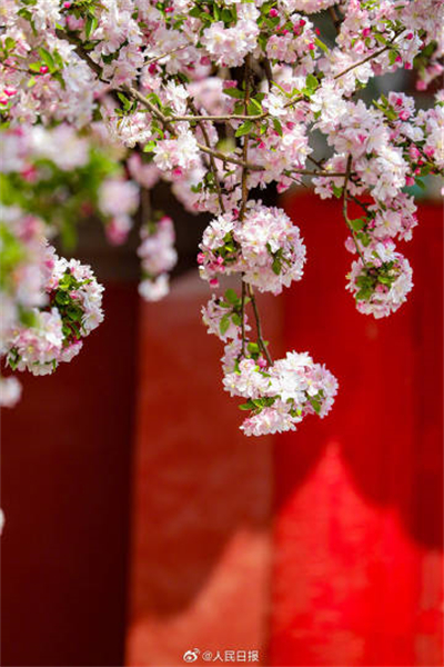 Flores de primavera embelezam a Cidade Proibida