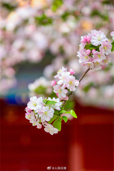 Flores de primavera embelezam a Cidade Proibida