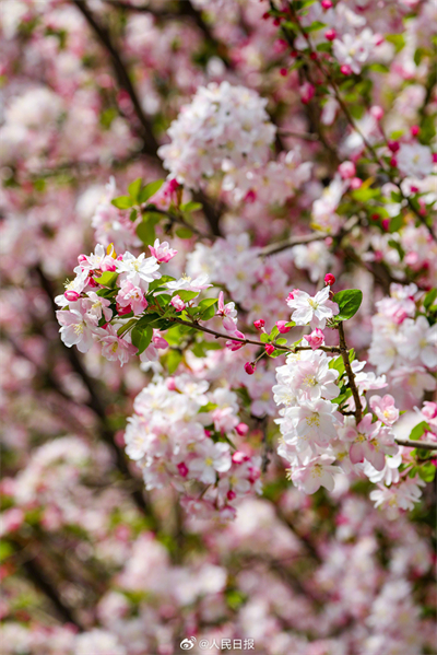 Flores de primavera embelezam a Cidade Proibida
