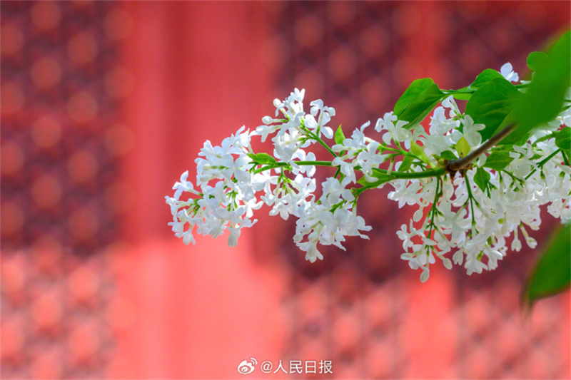 Flores de primavera embelezam a Cidade Proibida