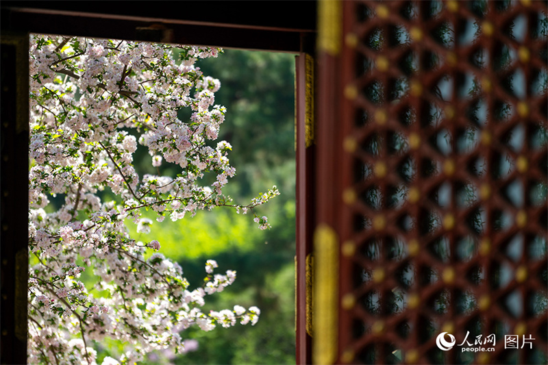 Visitantes apreciam desabrochar das flores em toda China