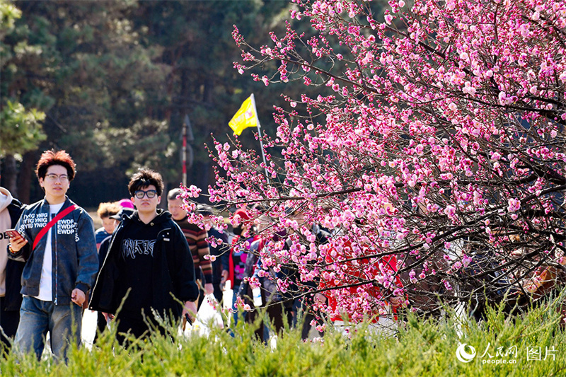 Visitantes apreciam desabrochar das flores em toda China