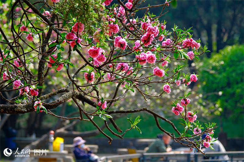 Visitantes apreciam desabrochar das flores em toda China