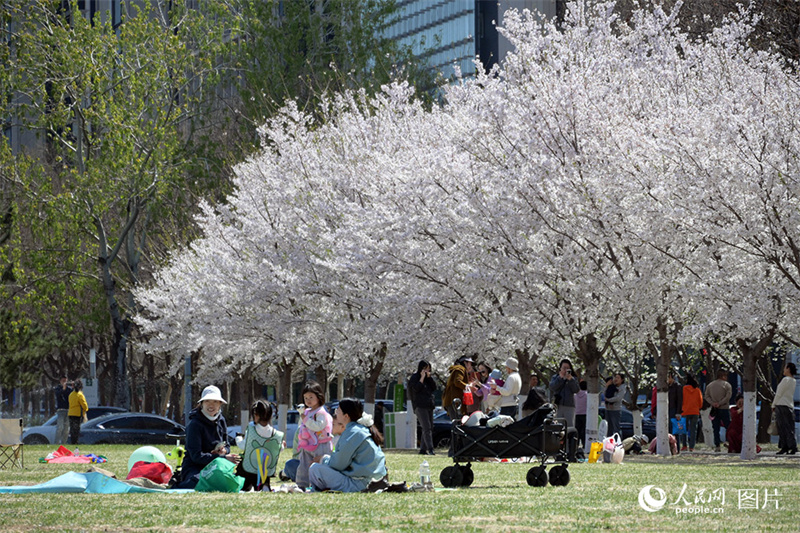 Visitantes apreciam desabrochar das flores em toda China