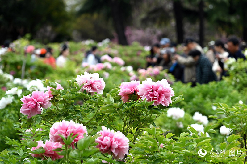 Visitantes apreciam desabrochar das flores em toda China