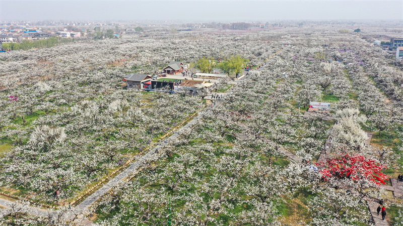 Anhui: flores de pereira desabrocham em Dangshan