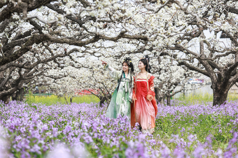 Anhui: flores de pereira desabrocham em Dangshan