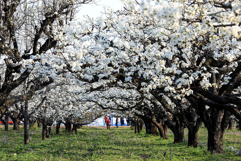 Anhui: flores de pereira desabrocham em Dangshan