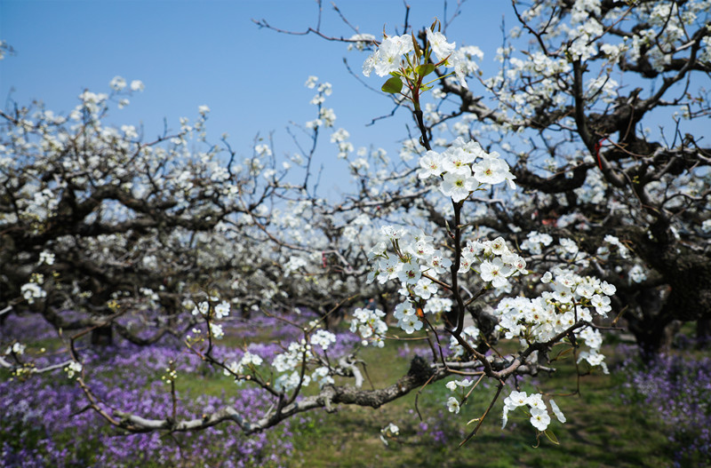 Anhui: flores de pereira desabrocham em Dangshan