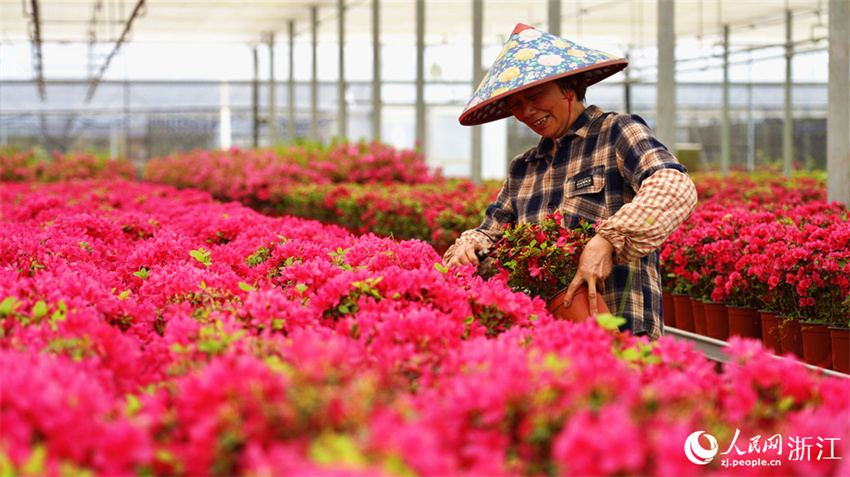 Zhejiang: cultivo de azaleas impulsa desenvolvimento local em Jiashan