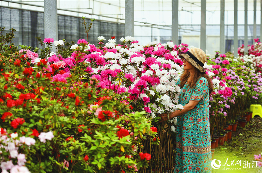 Zhejiang: cultivo de azaleas impulsa desenvolvimento local em Jiashan