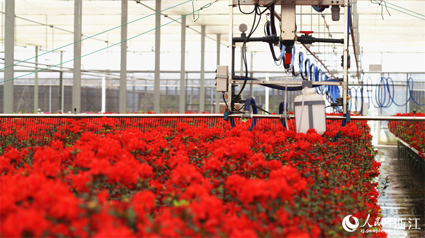 Zhejiang: cultivo de azaleas impulsa desenvolvimento local em Jiashan