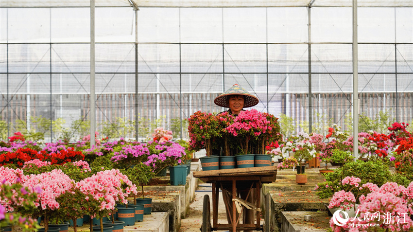 Zhejiang: cultivo de azaleas impulsa desenvolvimento local em Jiashan