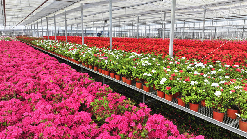 Zhejiang: cultivo de azaleas impulsa desenvolvimento local em Jiashan