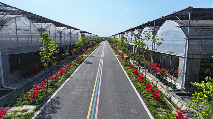 Zhejiang: cultivo de azaleas impulsa desenvolvimento local em Jiashan