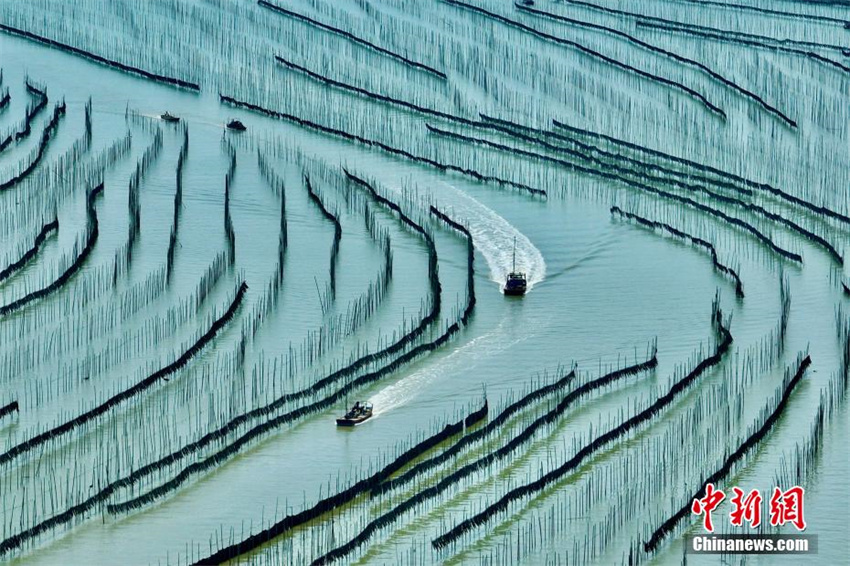 Cultivo de algas marinas ajuda a aumentar renda em Fujian, sudeste da China