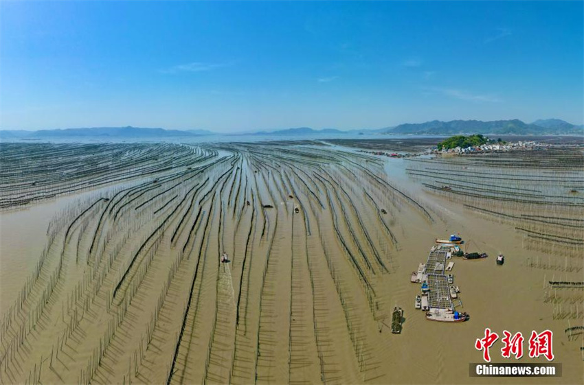 Cultivo de algas marinas ajuda a aumentar renda em Fujian, sudeste da China